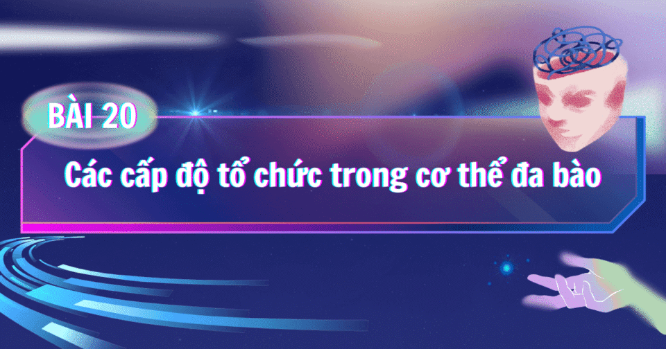 BÀI 20: Các cấp độ tổ chức trong cơ thể đa bào